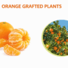 Orange Grafted Plant