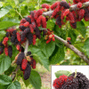 Mulberry Plant Grafted