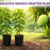 Malgova Grafted Mango Plant