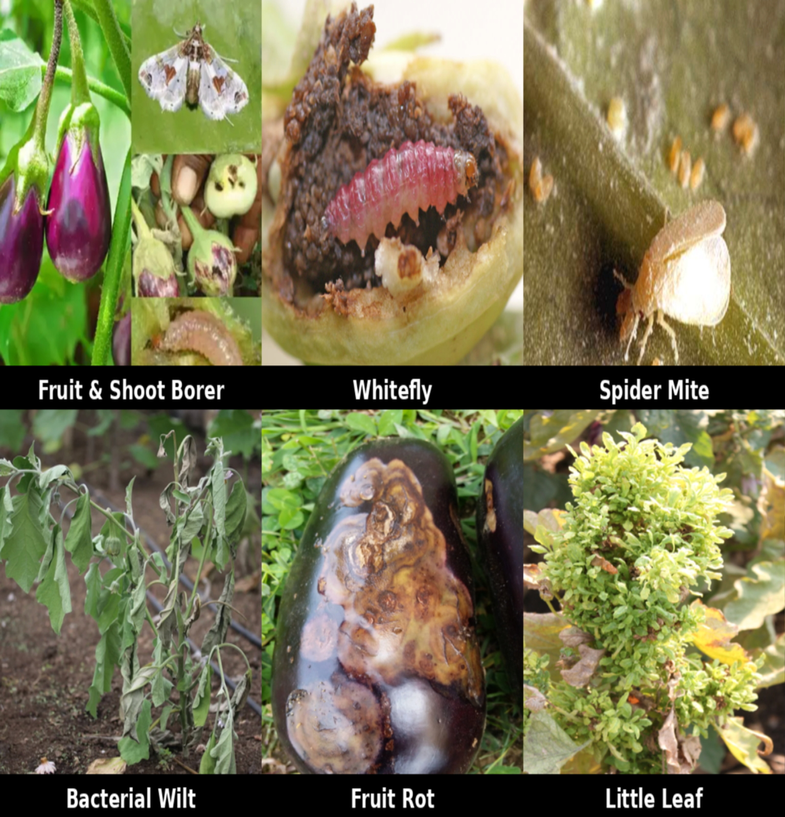 brinjal_removed_4th_8th