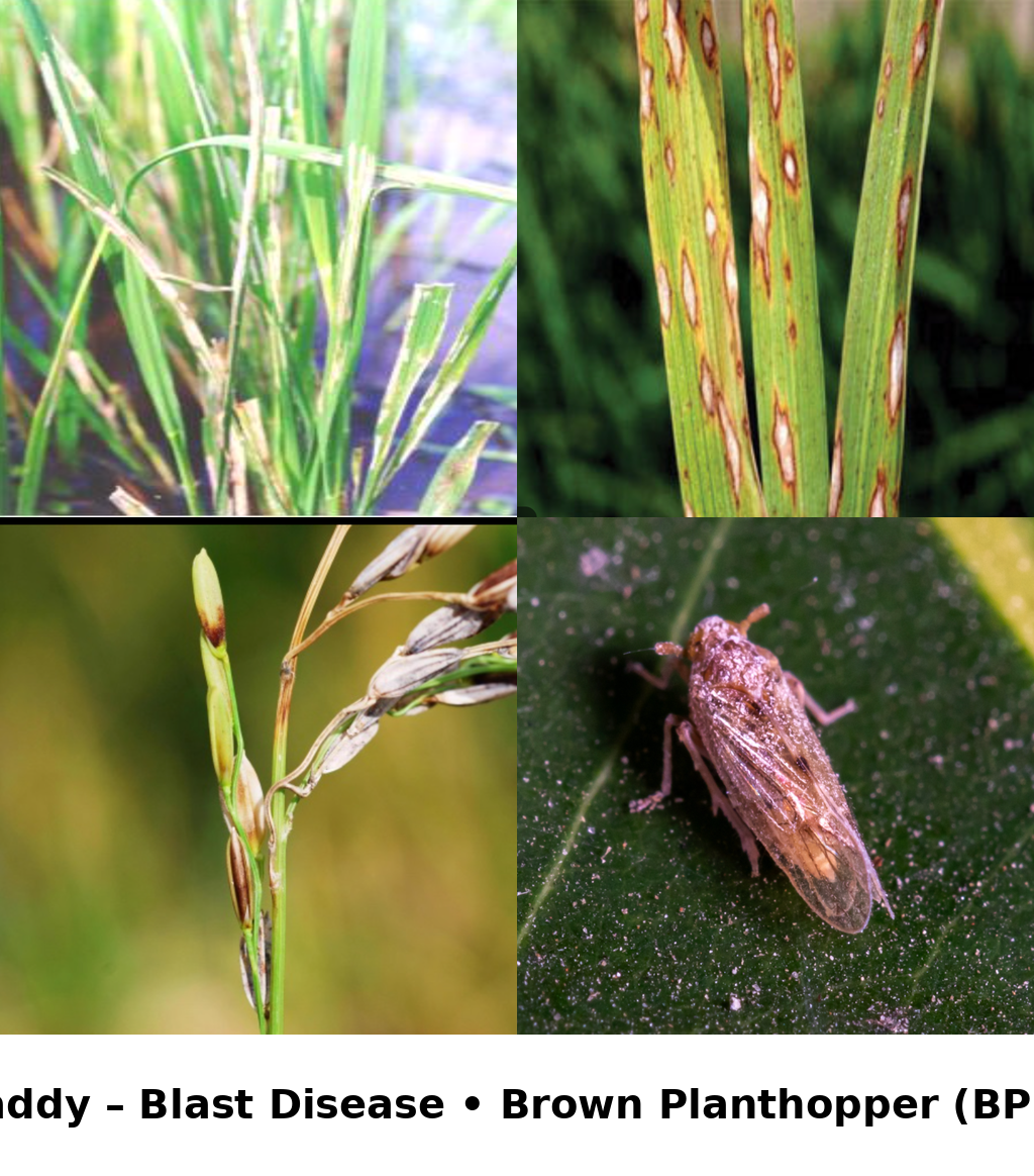 paddy_blast_bph_combined (1)